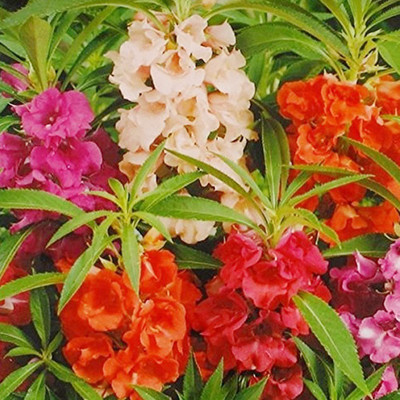 CYBEXIS XL-29 - Imported Balsam Double Mixed - (30 Seeds) Seed(30 per packet)