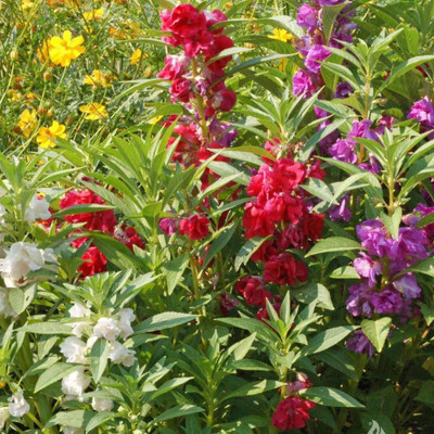 CYBEXIS PUAS-9 - Balsam Mix Flower - (270 Seeds) Seed(270 per packet)