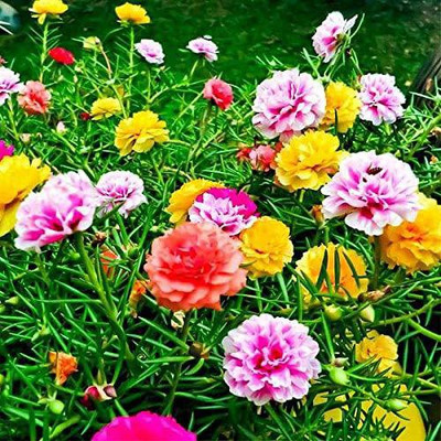 WILLVINE LX-102 Portulaca Grandiflora Flower Seeds Seed(100 per packet)