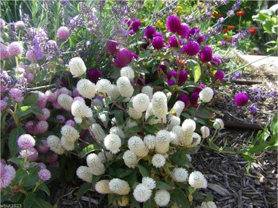 VibeX XL-46 - Gomphrena - White-Globe Amaranth - (540 Seeds) Seed(540 per packet)