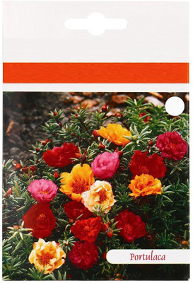 CYBEXIS Portulaca F1 Hybird Double Mix Flower Seed Seed(50 per packet)