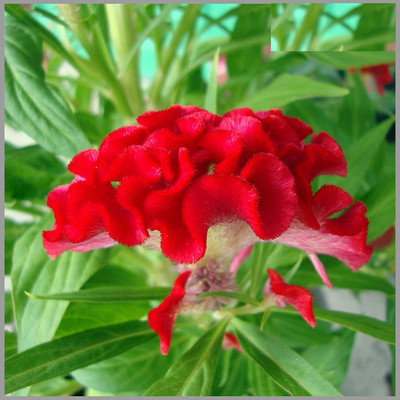 CYBEXIS PAU-11 - Cockscomb Rose/Red (Celosia) Flower - (180 Seeds) Seed(180 per packet)