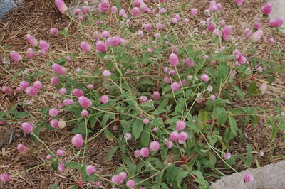 CYBEXIS VXI-19 - Globe Amaranth Rose Flower Gomphrena - (180 Seeds) Seed(180 per packet)