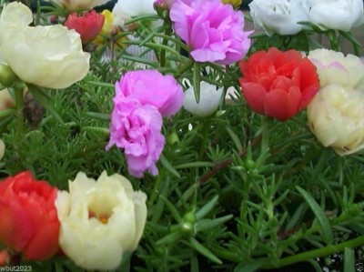 VibeX XLR-57 - Portulaca Moss Rose ( Sundial Mix ) - (100 Seeds) Seed(100 per packet)