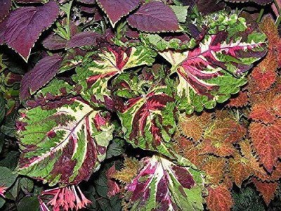 CYBEXIS XLL-18 - Coleus MosaicAnnual Flowers - (1350 Seeds) Seed(1350 per packet)