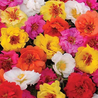 CYBEXIS GBPUT-10 - PORTULACA DOUBLE MIXED FLOWER - (900 Seeds) Seed(900 per packet)