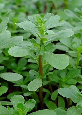 WILLVINE PUAS-362 Green Purslane Seeds Seed(500 per packet)