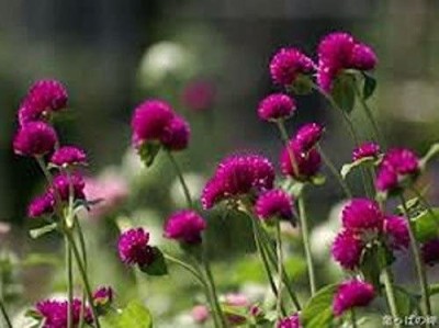 CYBEXIS PAU-62 - Globe Amaranth Purple ~Gomphrena - (540 Seeds) Seed(540 per packet)