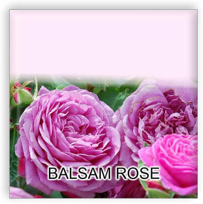 CYBEXIS XLL-1 - Balsam Rose Flower - (270 Seeds) Seed(270 per packet)