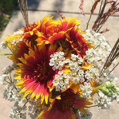 VibeX HUA-65 - Blanket Flower Gaillardia Firewheel - (60 Seeds) Seed(60 per packet)