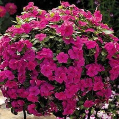 CYBEXIS NDIR-85 - NANA VINCA PINK FLOWER - (60 Seeds) Seed(60 per packet)