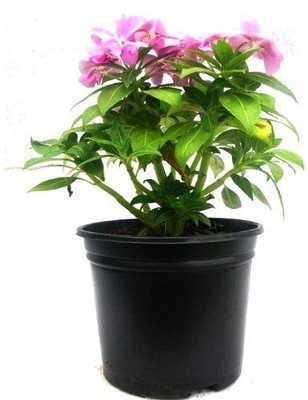 CYBEXIS XLR-6 - Balsam Tom Thumb Mix GMO-Free - (30 Seeds) Seed(30 per packet)