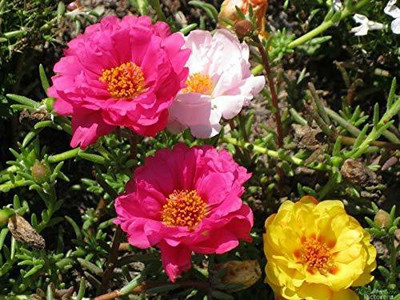 Aywal Portulaca (Mixed), 10 O Clock Seed(60 per packet)