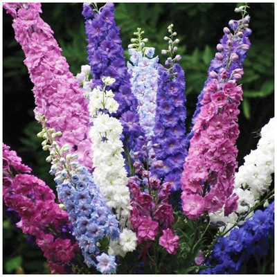 XOLDA Larkspur Flower Seed(11 per packet)
