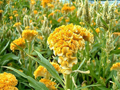 CYBEXIS Celosia Cockscomb Yellow Mixed Flower Seeds Seed(1 g)