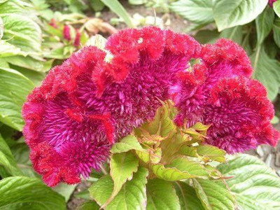 VibeX PUAS-94 - Celosia Argentea Cristata Flower - (60 Seeds) Seed(60 per packet)
