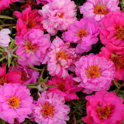 Aywal Portulaca (Mixed), 10 O Clock Seed(100 per packet)