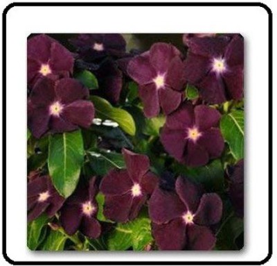CYBEXIS NDIR-34 - Vinca Black Purple Nana Variety - (60 Seeds) Seed(60 per packet)
