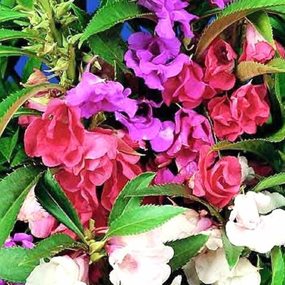 CYBEXIS GUA-49 - Balsam Flower Mix GMO-Free - (270 Seeds) Seed(270 per packet)