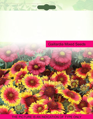 CYBEXIS GBPUT-44 - Imported Gaillardia - (180 Seeds) Seed(180 per packet)