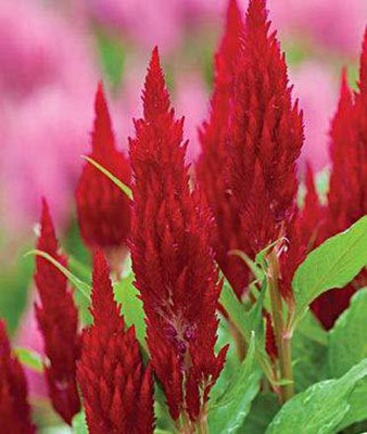 VibeX XLL-69 - Celosia Forest Fire - (60 Seeds) Seed(60 per packet)