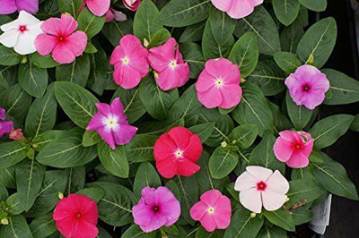 VibeX GBPUT-61 - Periwinkle Vinca Flower - (180 Seeds) Seed(180 per packet)
