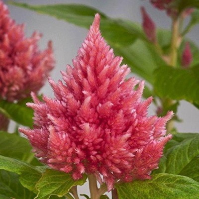 CYBEXIS LX-47 - Celosia Plumose Super Dwarf Salmon Kimono Rose - (180 Seeds) Seed(180 per packet)