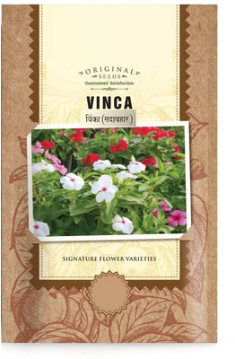 CYBEXIS LX-64 - Vinca Flower - (60 Seeds) Seed(60 per packet)