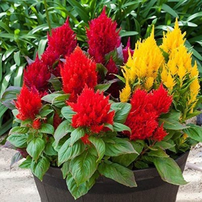 VibeX GBPUT-78 - Bright Sparks Mix Celosia - (540 Seeds) Seed(540 per packet)