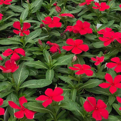 CYBEXIS TLX-58 - Vinca Red F1 Hybrid - (540 Seeds) Seed(540 per packet)