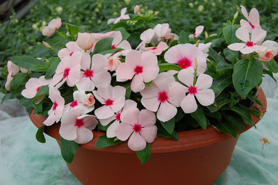 CYBEXIS LXI-56 - Rose Periwinkle Vinca Flower - (60 Seeds) Seed(60 per packet)