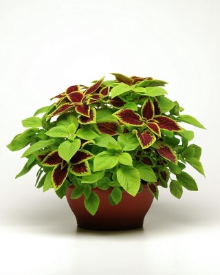 CYBEXIS Coleus seeds KONG SALMON PINK easy to grow, low maintenance plants Seed(100 per packet)