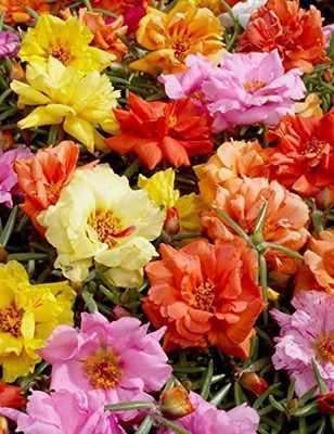 CYBEXIS Portulaca Succulent Mix Garden Seeds Seed(50 per packet)