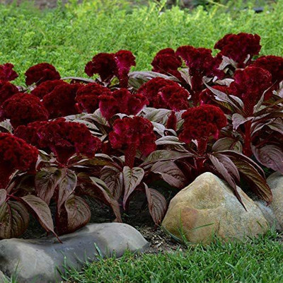 CYBEXIS GUA-15 - Dracula Crested Celosia Flower - (60 Seeds) Seed(60 per packet)