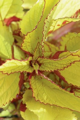 CYBEXIS COLEUS SEEDS -Wizard Pineapple Flame Nettle, Painted Nettle Seed(100 per packet)