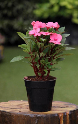VibeX NBIR-93 - CHINESE BALSAM - (30 Seeds) Seed(30 per packet)