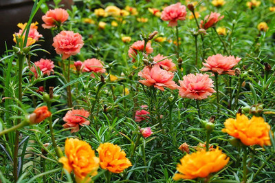 CYBEXIS Portulaca Grandiflora Seed Seed(1 g)