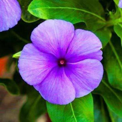 CYBEXIS XLL-86 - Lavender Vinca Finest - (180 Seeds) Seed(180 per packet)