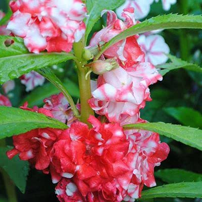 CYBEXIS LXI-5 - Balsam Mix Hybrid Flower - (270 Seeds) Seed(270 per packet)
