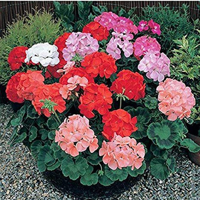 Paudha Geranium FLOWER Seed(36 per packet)