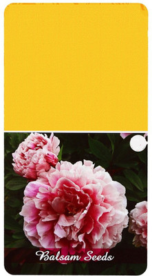 CYBEXIS KGF -37 - Balsam Tom Thumb Double Mix - (90 Seeds) Seed(90 per packet)