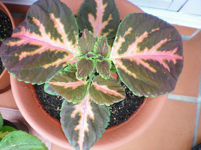 CYBEXIS Coleus Wizard,Coral Sunrise Seeds Seed(1 g)