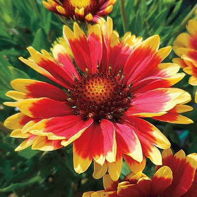 CYBEXIS KGF -3 - Gaillardia-Aristata yellow - (540 Seeds) Seed(540 per packet)