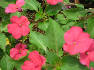 VibeX XL-29 - CHINESE BALSAM - (90 Seeds) Seed(90 per packet)
