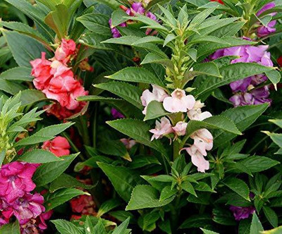 VibeX PUAS-77 - Balsam Single Mixed Color (Impatiens Balsmina) - (270 Seeds) Seed(270 per packet)