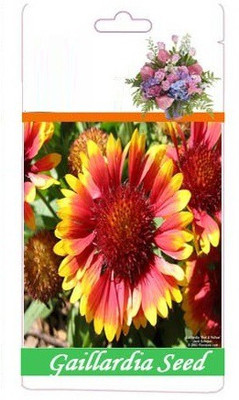 CYBEXIS VVI-89 - Blanket flower Gaillardia - (540 Seeds) Seed(540 per packet)