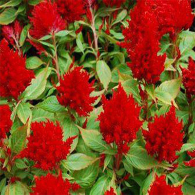 CYBEXIS XL-63 - Celosia Plumosa Red - (60 Seeds) Seed(60 per packet)