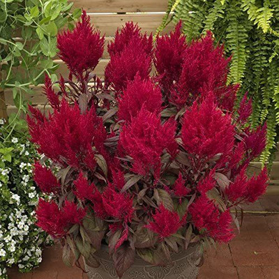 CYBEXIS GUA-83 - Flower Dragon's Breath Celosia - Celosia - (540 Seeds) Seed(540 per packet)