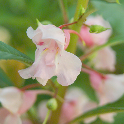 CYBEXIS GBPUT-44 - Himalayan Balsam Plant - (30 Seeds) Seed(30 per packet)