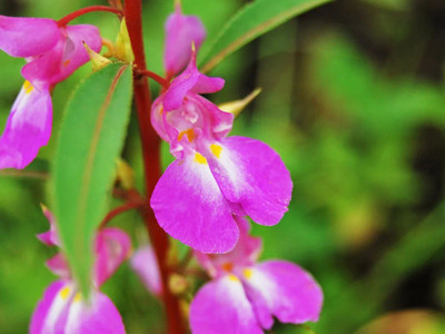 CYBEXIS XL-12 - Himalayan Balsam Plant - (270 Seeds) Seed(270 per packet)